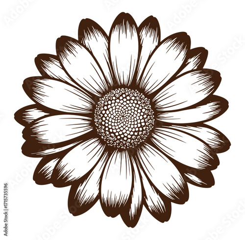 Detailed illustration of a brown and white sunflower isolated on a clean white background