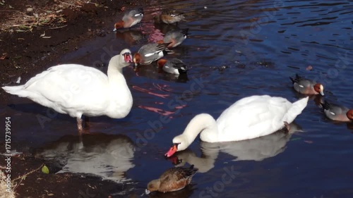 凍った冬の湖と白鳥（大分県別府市志高湖）