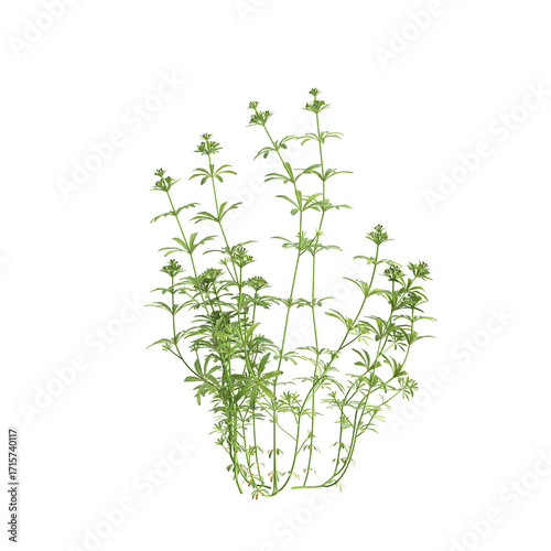 Wallpaper Mural 3d illustration of bush Digitalis purpurea isolated on transparent background Torontodigital.ca