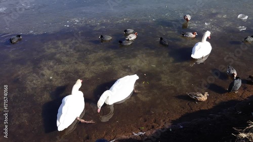 凍った冬の湖と白鳥（大分県別府市志高湖）
