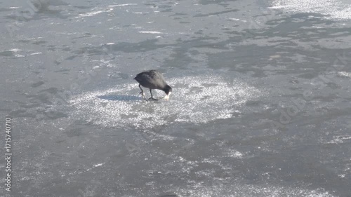 凍った冬の湖と鳥（大分県別府市志高湖）