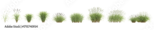 3d illustration of set bush Miscanthus sinensis isolated on transparent background