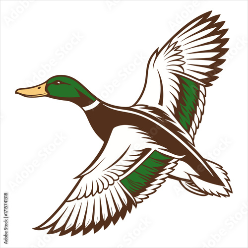 Wild duck flying

