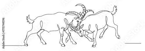 two goats butting heads