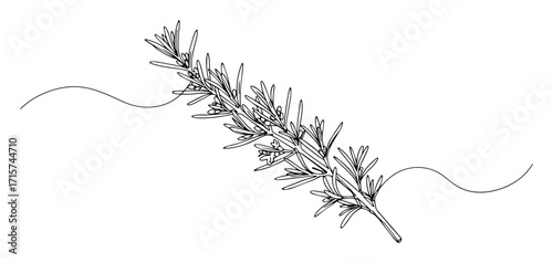 rosemary herb twig with leaves