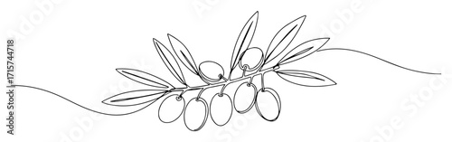 olive branch with ripe fruits