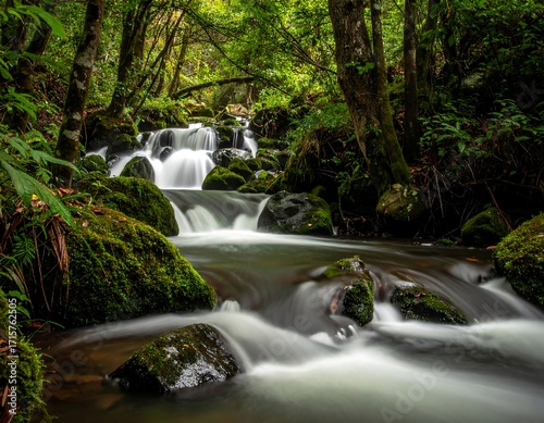 Lush forest stream cascading over rocks