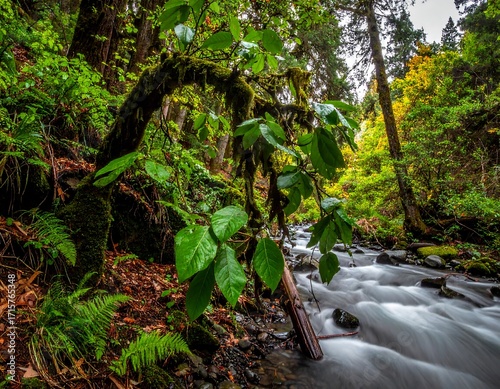 Lush forest stream scene (1)