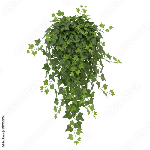 Lush green hanging ivy plant with cascading vines isolated on transparent background