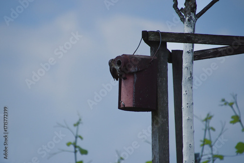 Eurasian wryneck (Jynx torquilla) at installed nesting box to encourage the return of this native bird species (Kaiserstuhl, Germany)