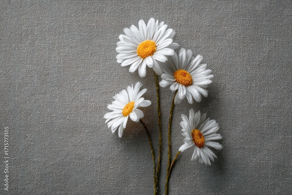 Obraz premium Elegant Daisies on Gray - A Minimalist Floral Still Life.