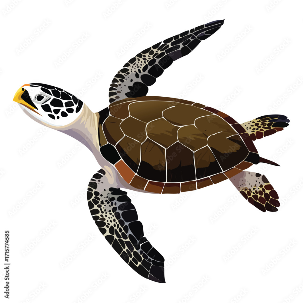 Fototapeta premium Illustration of a Kemp's ridley sea turtle swimming, with brown shell and black and white flippers.