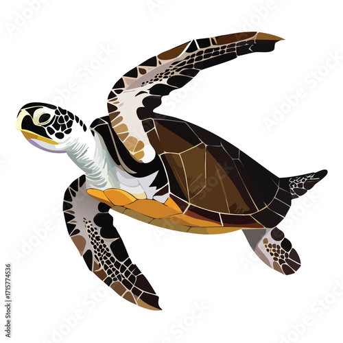Illustration of a Kemp's ridley sea turtle swimming, with brown shell and black and white flippers.