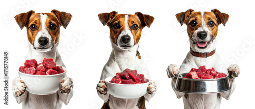 Three dogs hold bowls of raw meat, promoting weight management in playful PNG image