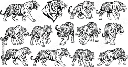 Black and white tiger illustration, dynamic poses and roaring head, wildlife anatomy study, majestic animal concept, cad drawing flat vector illustration