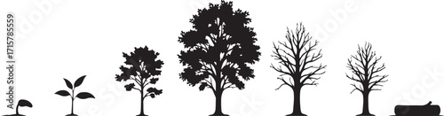 “Tree Growth Vector Illustration Set – Black and White Silhouettes of Seedling, Sapling and Mature Tree Showing Life Cycle, Development, Ecology, Sustainability, Business Growth