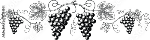 Vintage grapevine illustration with detailed bunches of grapes and leaves, classic botanical design, vineyard decoration, natural fruit art, hand-drawn style.