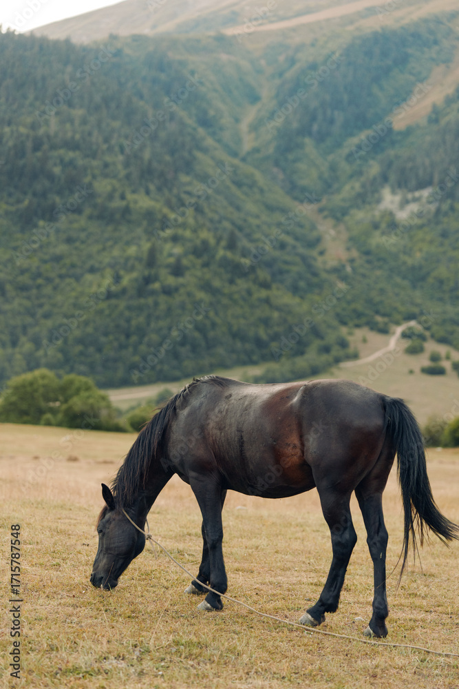 Obraz premium A solitary horse grazes in a grassy meadow with rolling hills and forested slopes in the distance, capturing a peaceful rural scene and natural calm.