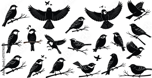 Songbird silhouettes in flight and perched poses, black vector birds, nature-inspired design elements, anatomy reference for art and education