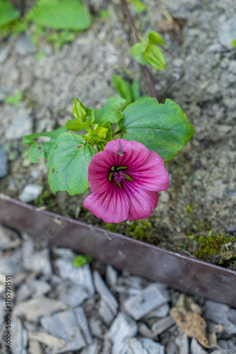 Flower Malope trifida with green leaves