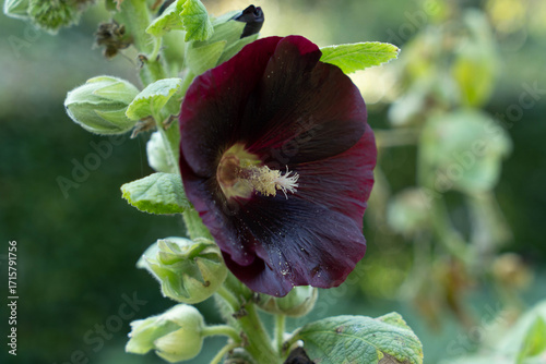 Flower of Alcea rosea Nigra