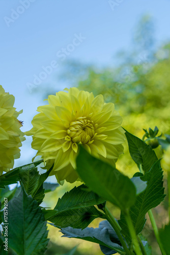 Floewer yellow dahlia called as american sun