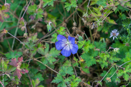 Blue Geranium Gravetye flower (or Himalayan Cranesbill)