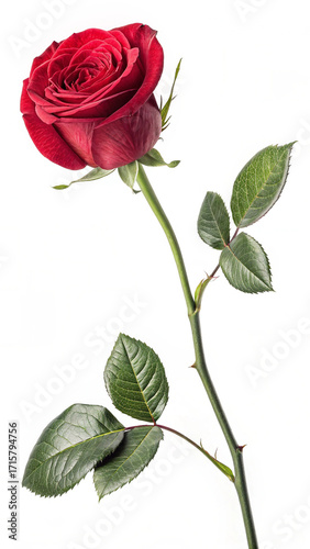 Single Red Rose with Green Stem and Leaves Isolated on White