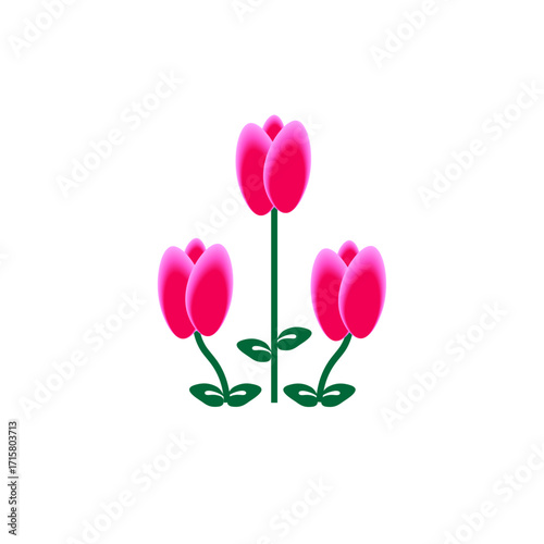 Tulip 1
