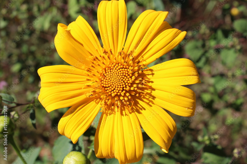 Obraz premium yellow flower in the morning