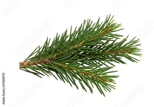 Isolated branch of spruce. Aromatic fresh coniferous plant with short green needles