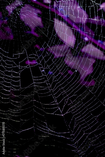 Spooky spiderweb spider web with water droplets close up background