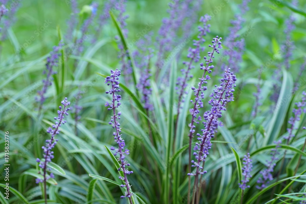 Obraz premium ヤブラン