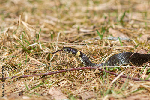 Grass Snake with Forked Tongue Extended – Close-Up in Dry Grass Habitat