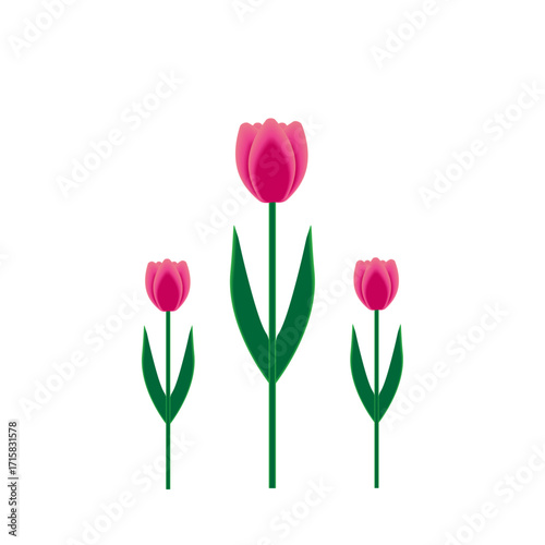 tulip 5