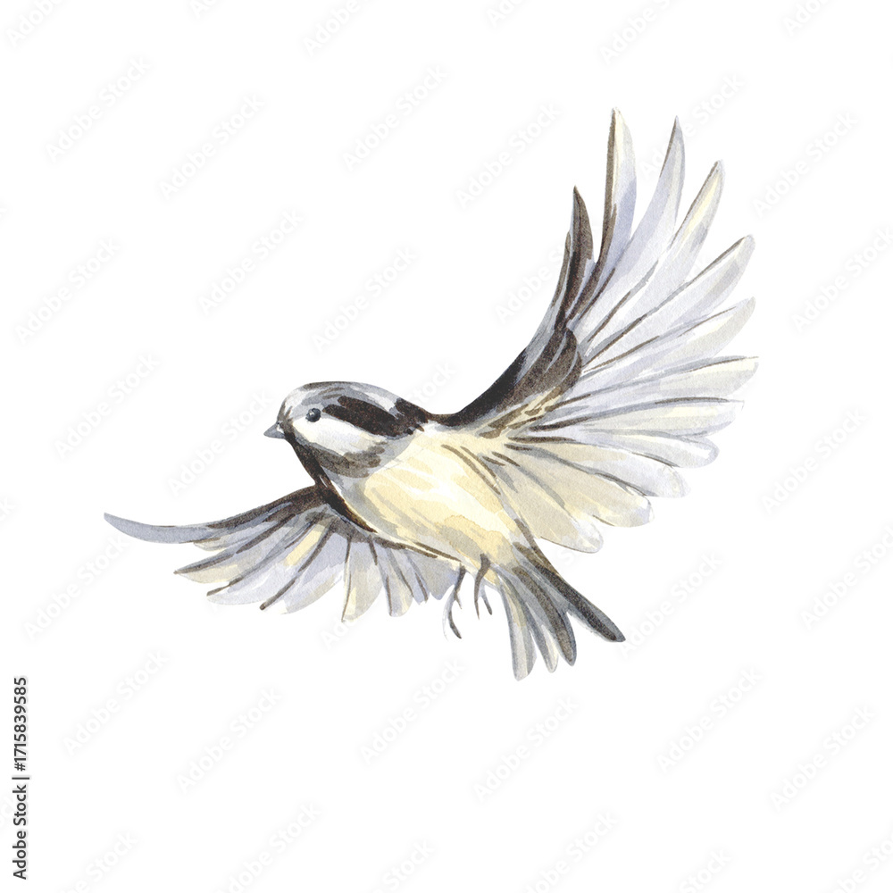 Naklejka premium Tit bird watercolor illustration hand painted in watercolor and isolated on white background.
