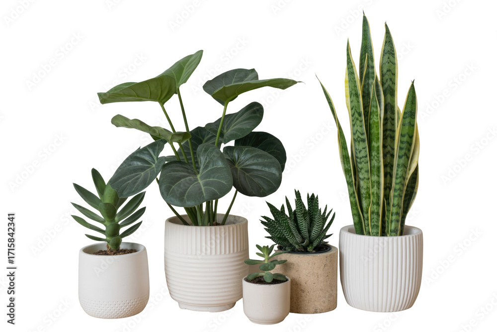 Obraz premium Collection of potted houseplants, including snake plant, succulent, and philodendron, on a transparent background. background removed