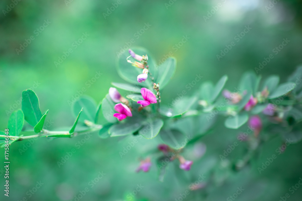 Obraz premium 萩の花