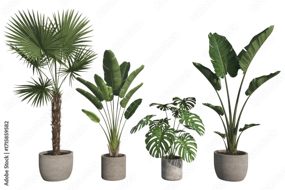 Obraz premium Four potted tropical plants, including palm, bird of paradise, and monstera deliciosa, on a transparent background. background removed