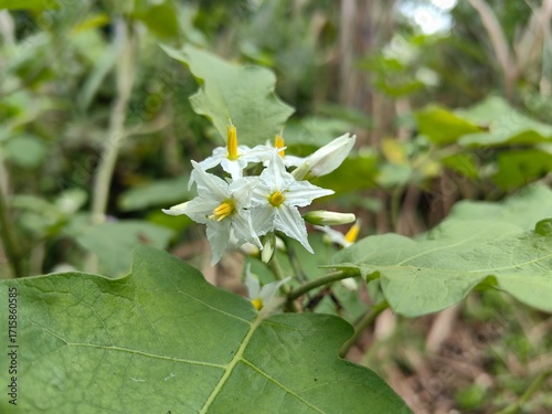 Close-up of fresh terung pipit flowers, also known as turkey berry or pea eggplant, a small green fruit used in Asian cooking