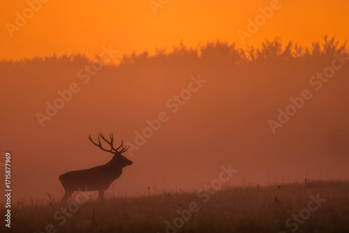 Fototapeta Naklejka Na Ścianę i Meble -  Red deer (Cervus elaphus) stag during the rutting season. Bieszczady Mountains, Poland.