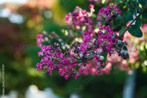 Vibrant Pink Crape Myrtle Blossoms in Summer Sunlight