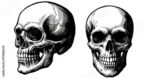 Grisly human skulls detailed in stark black and white, conveying mortality and the macabre for artistic or educational projects.