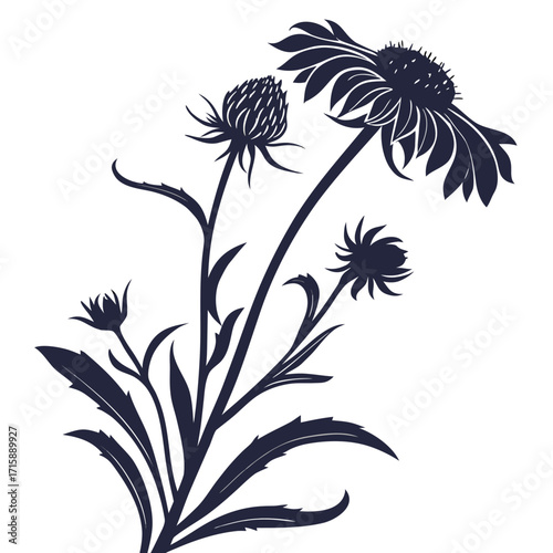 black and white gaillardia gallo yellow