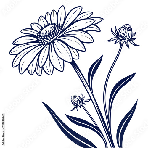 gaillardia gallo yellow on white background 