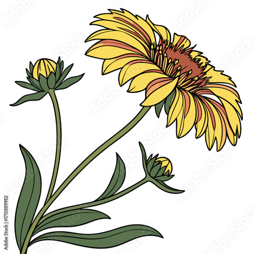 gaillardia gallo yellow vector