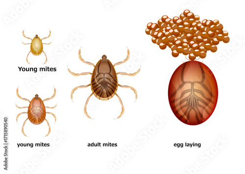 Ticks