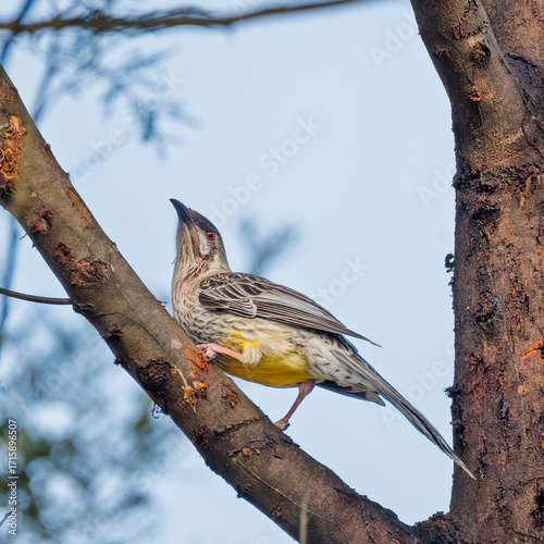 red wattlebird on tree