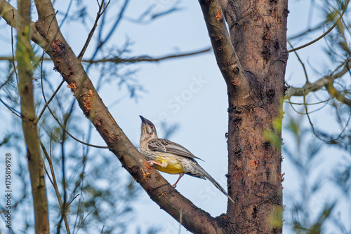 red wattlebird on tree