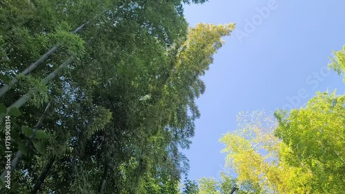 揺れる竹林・日本の風景／Swaying bamboo forest - Japanese landscape／흔들리는 대나무 숲 · 일본의 풍경